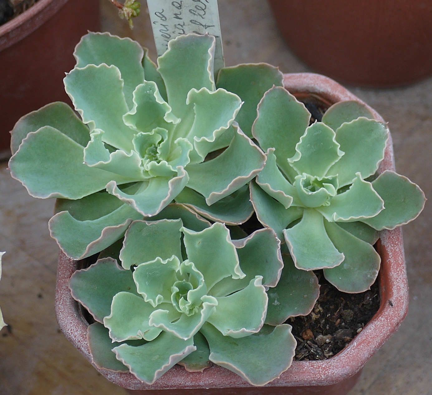 Коллекции растений ЦСБС СО РАН - Echeveria shaviana E.Walther ...